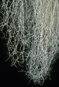 Ramalina thrausta image