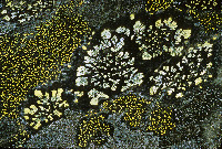 Rhizocarpon geographicum image