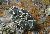 Rhizoplaca melanophthalma image