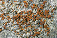 Rufoplaca arenaria image