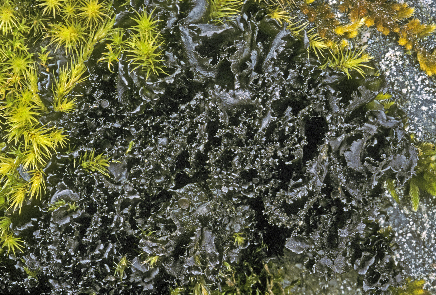 Scytinium gelatinosum image