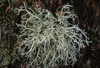 Sphaerophorus venerabilis image