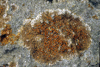 Squamulea galactophylla image