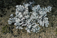 Stereocaulon alpinum image