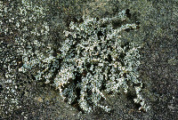 Stereocaulon dactylophyllum image