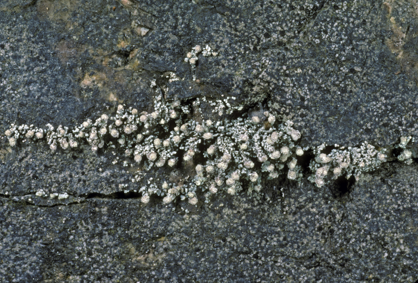 Stereocaulon pileatum image