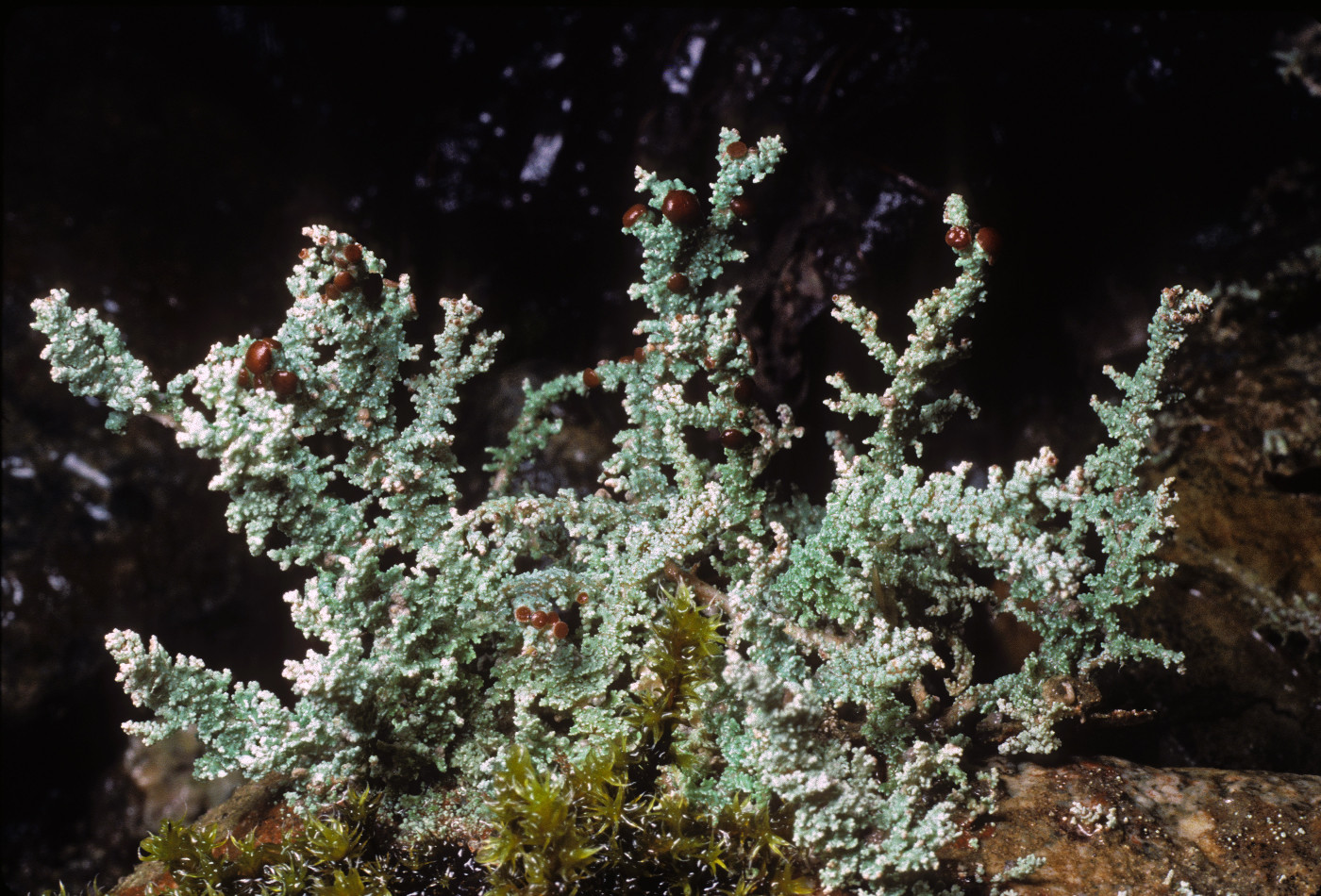 Stereocaulon tomentosum image