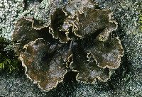 Sticta limbata image