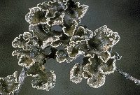 Sticta limbata image