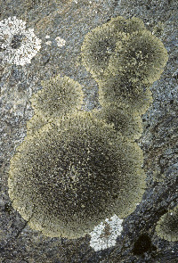 Tingiopsidium elaeinum image