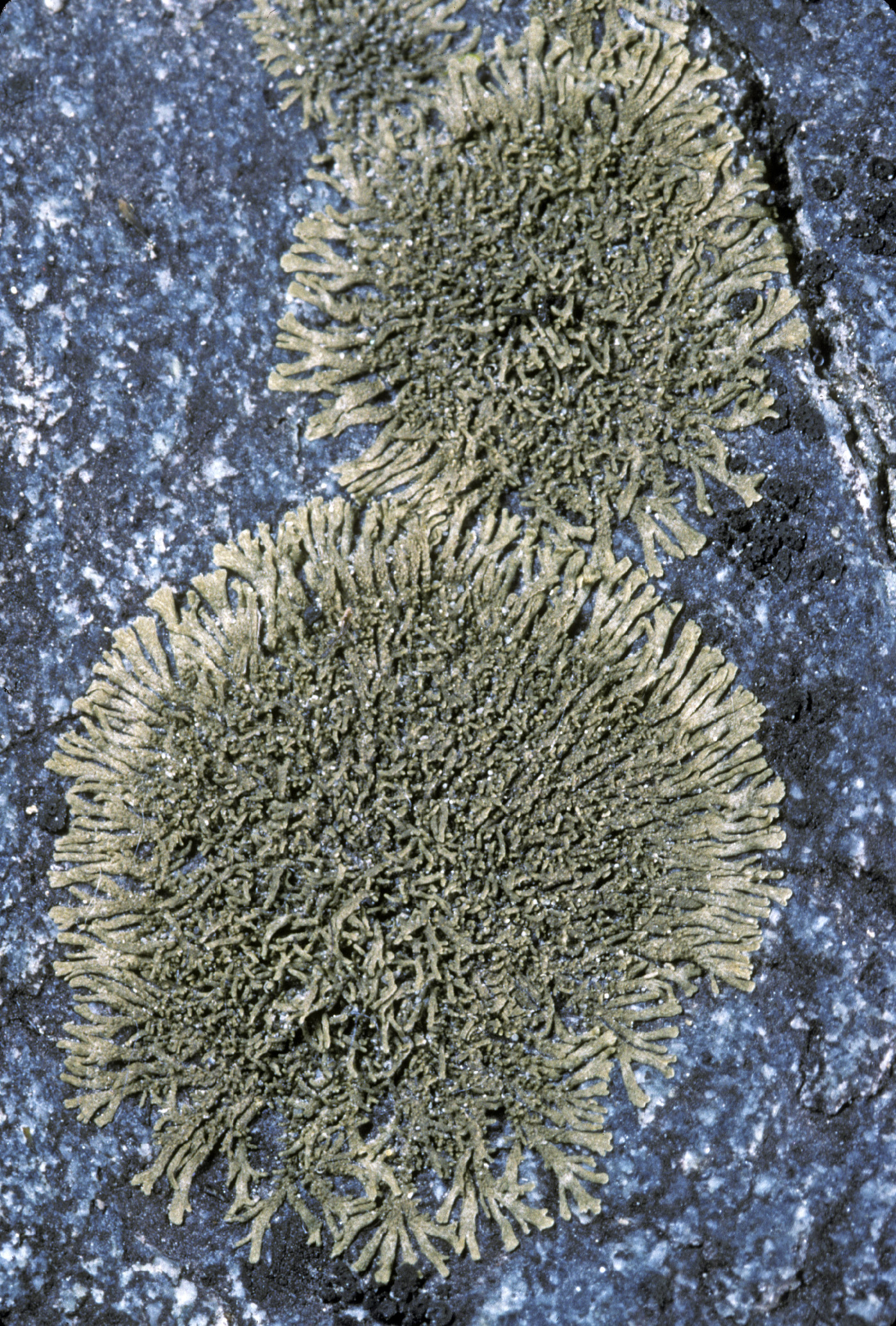 Tingiopsidium isidiatum image