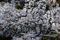 Thalloidima sedifolium image