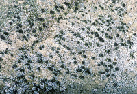 Image of Trapelia glebulosa