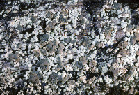 Trapeliopsis granulosa image