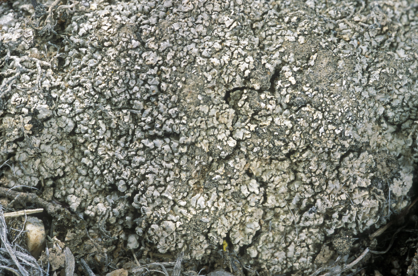 Trapeliopsis steppica image