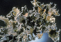 Image of Cetraria chlorophylla