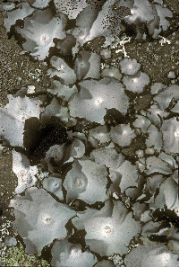 Umbilicaria subg. Papillophora image