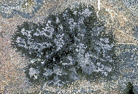 Umbilicaria cylindrica image