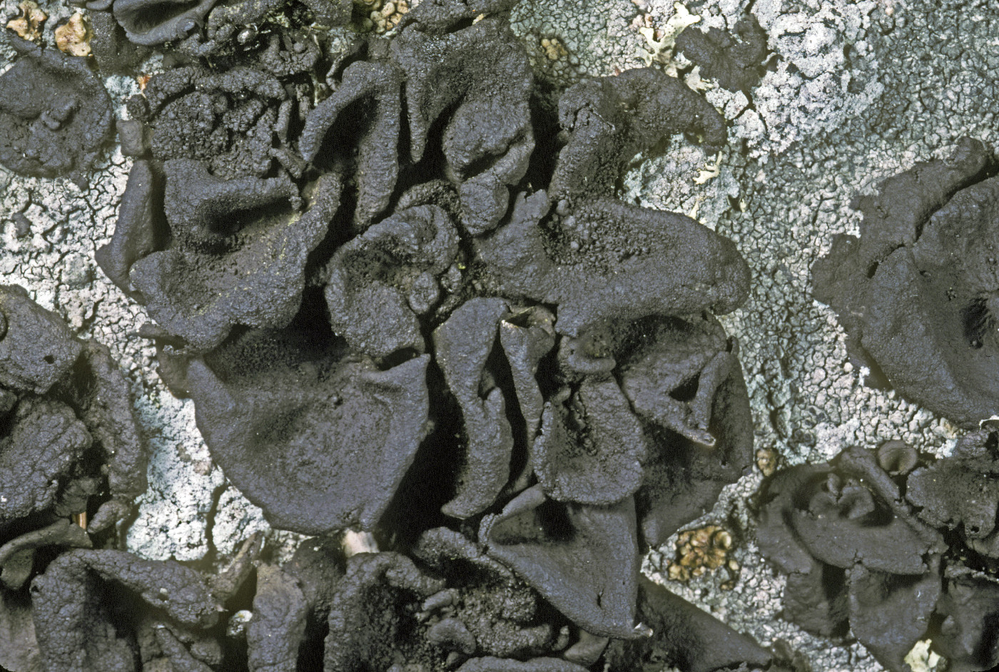 Umbilicaria (Floccularia) image