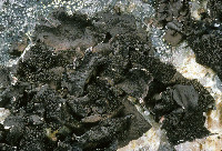 Umbilicaria (Floccularia) image