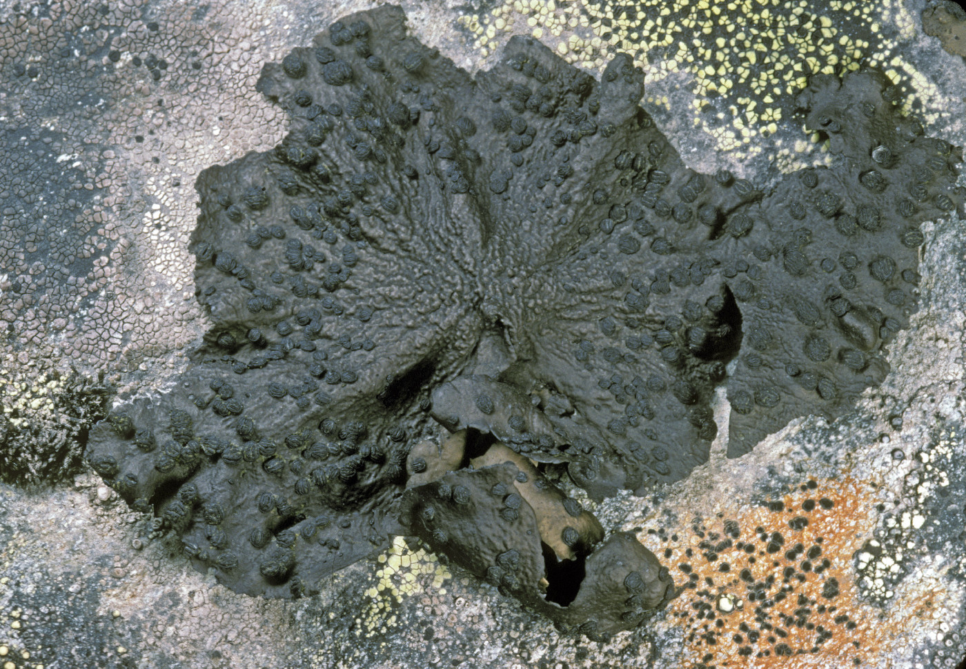 Umbilicaria hyperborea image