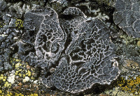 Umbilicaria (Agyrophora) image