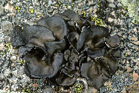 Umbilicaria muhlenbergii image