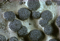 Umbilicaria phaea image