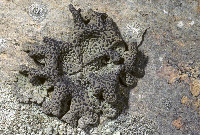 Umbilicaria phaea image