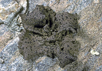 Umbilicaria (Papillophora) image