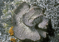 Umbilicaria (Umbilicaria) image