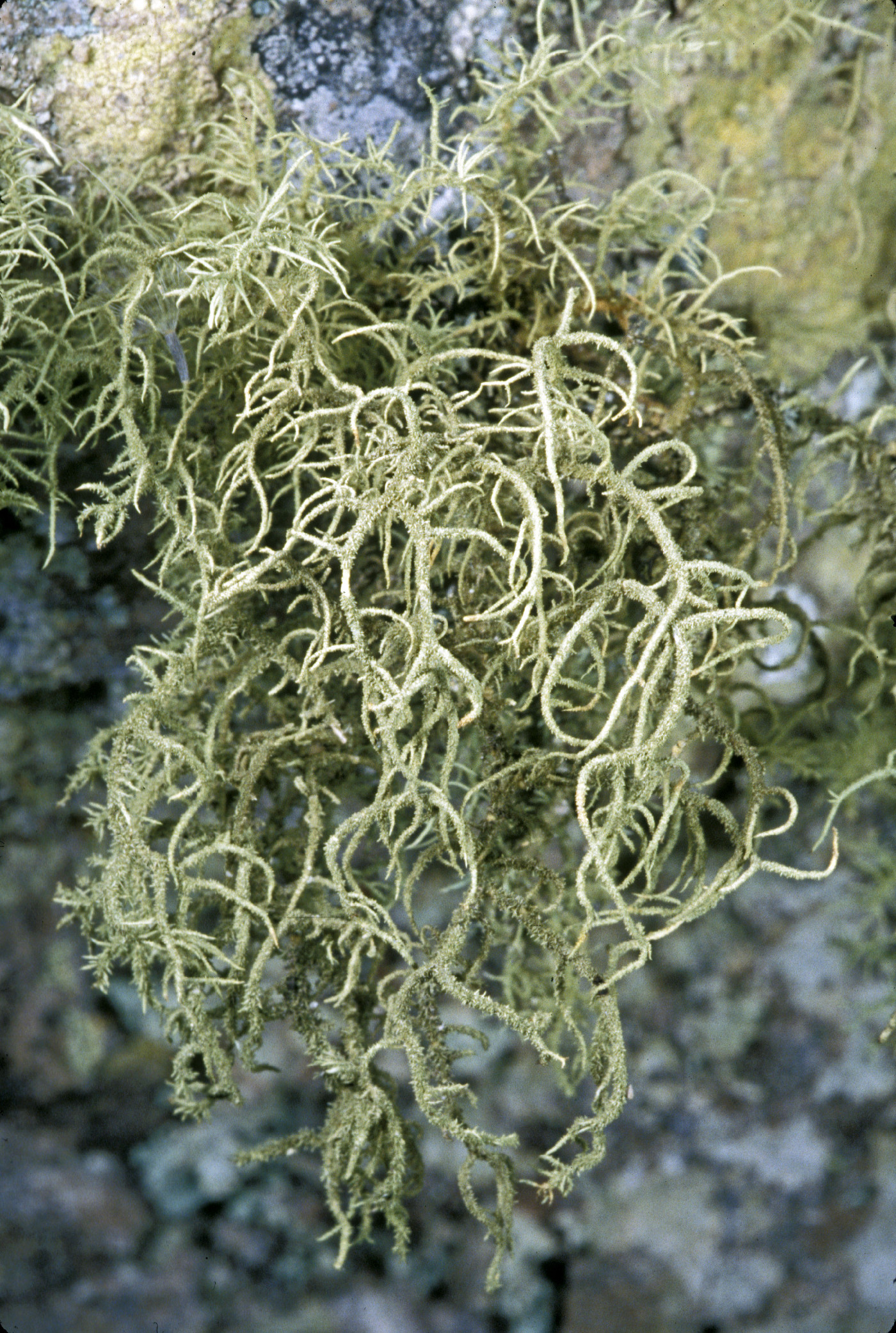 Usnea amblyoclada image