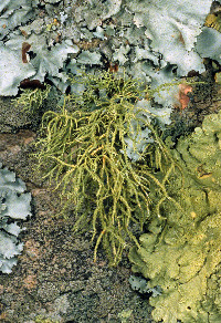 Usnea amblyoclada image