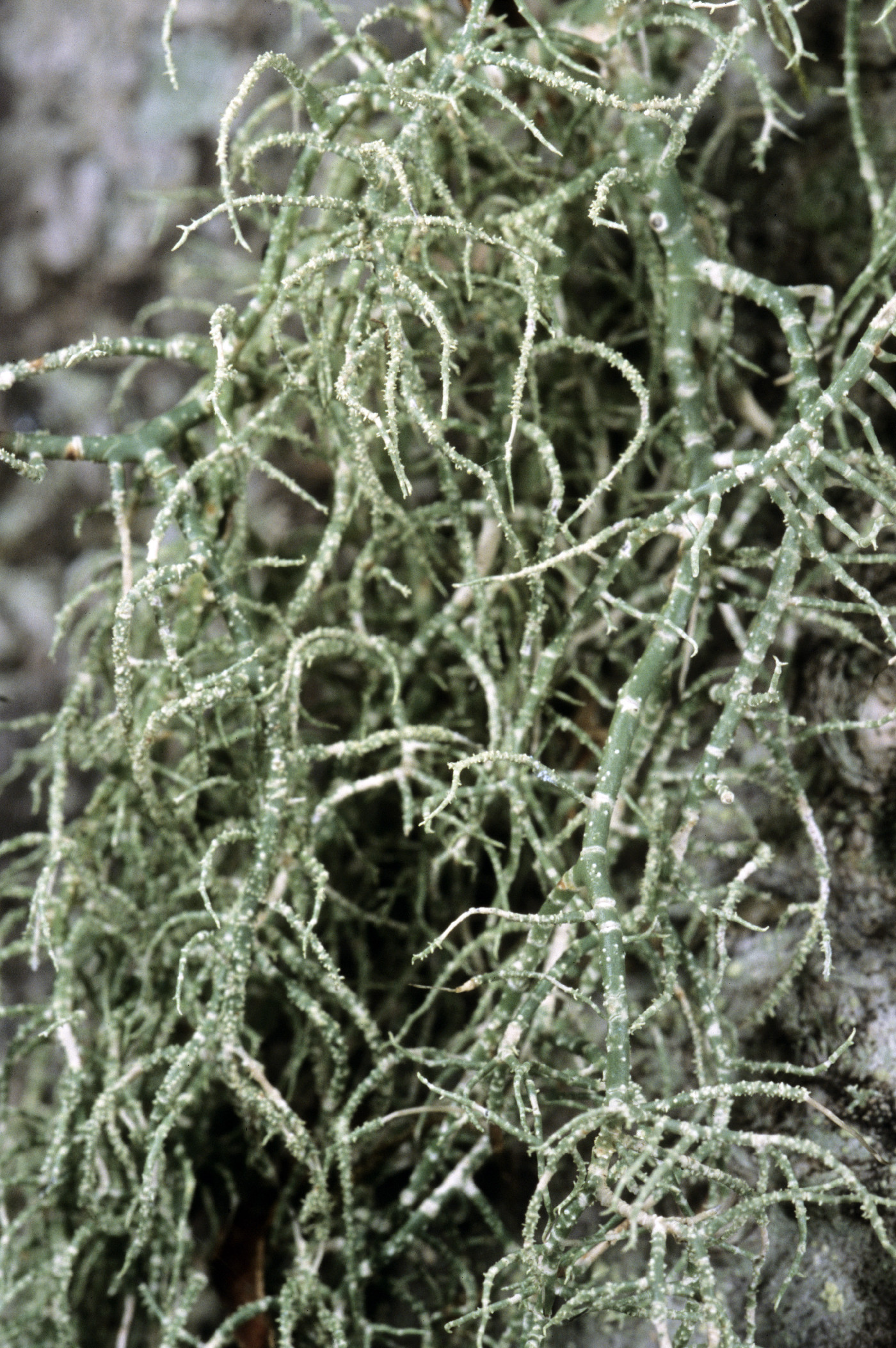 Usnea ceratina image