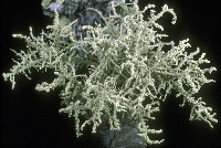 Usnea cornuta image