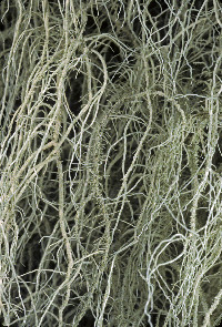 Image of Usnea diplotypus