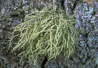 Usnea hirta image