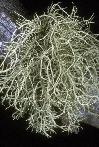 Usnea hirta image