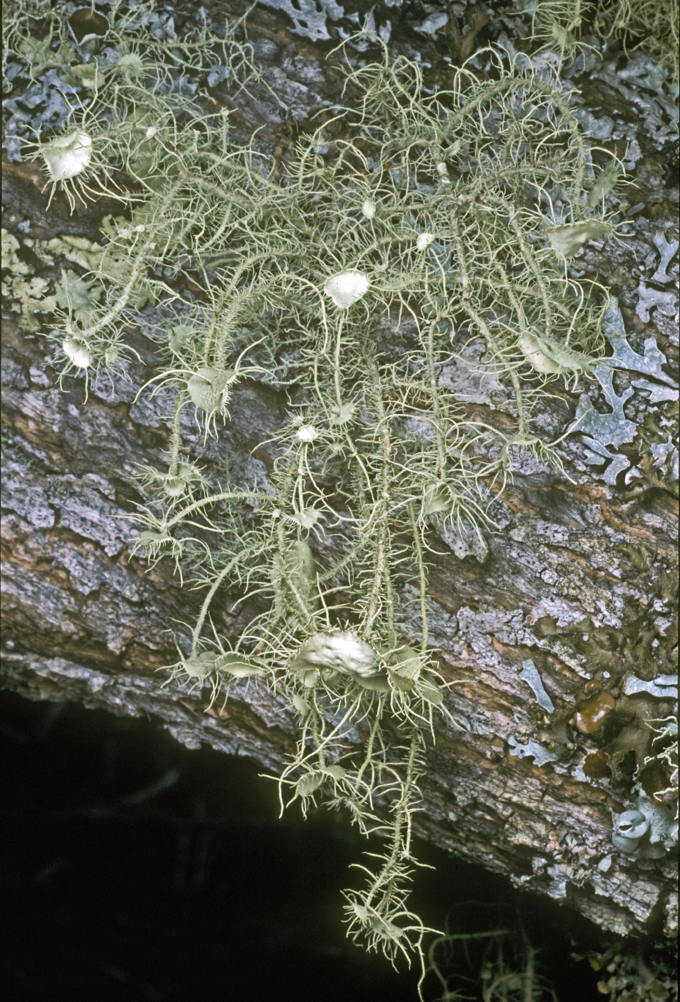 Usnea intermedia image