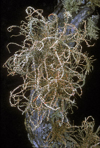 Usnea rubicunda image