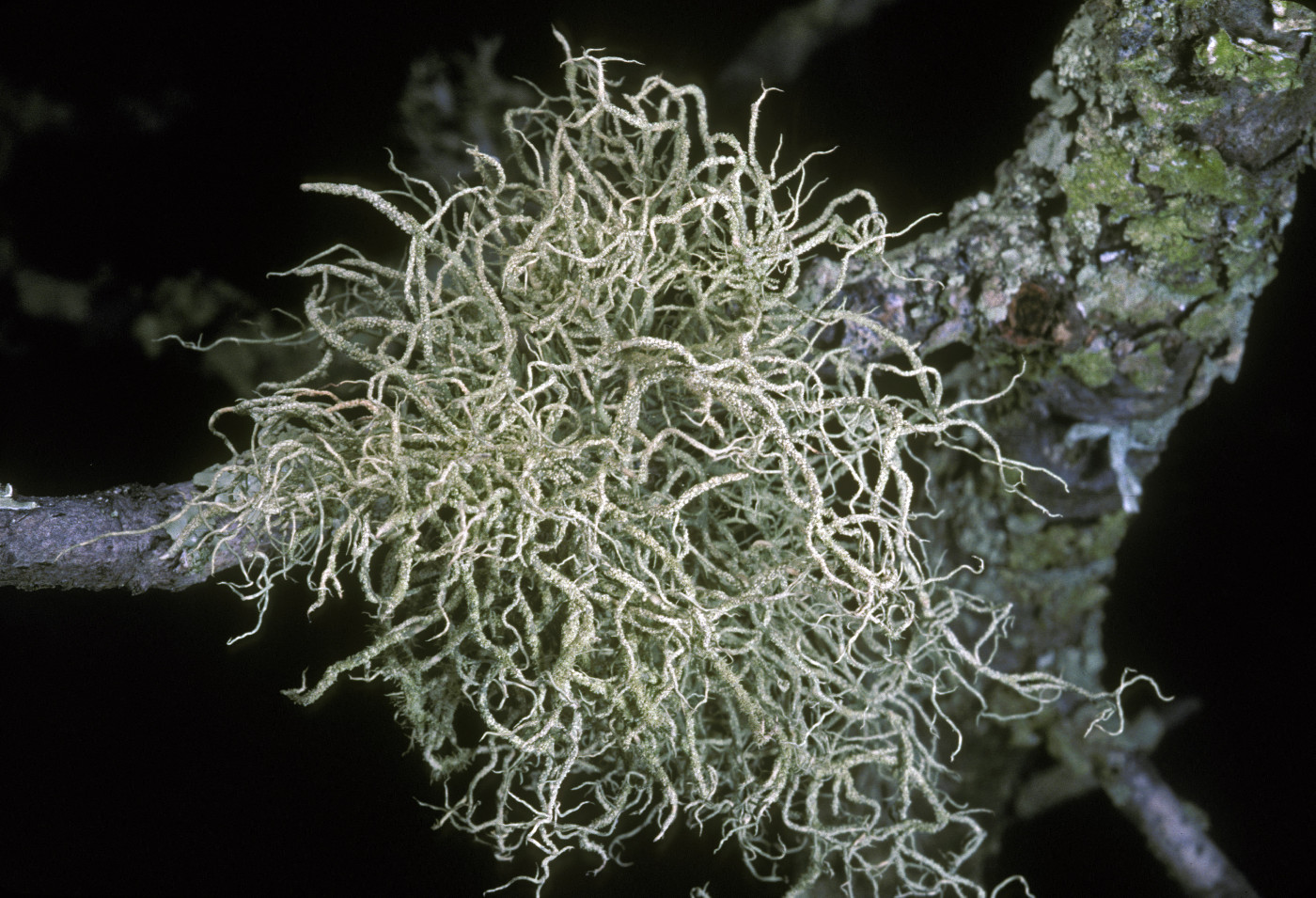 Usnea silesiaca image