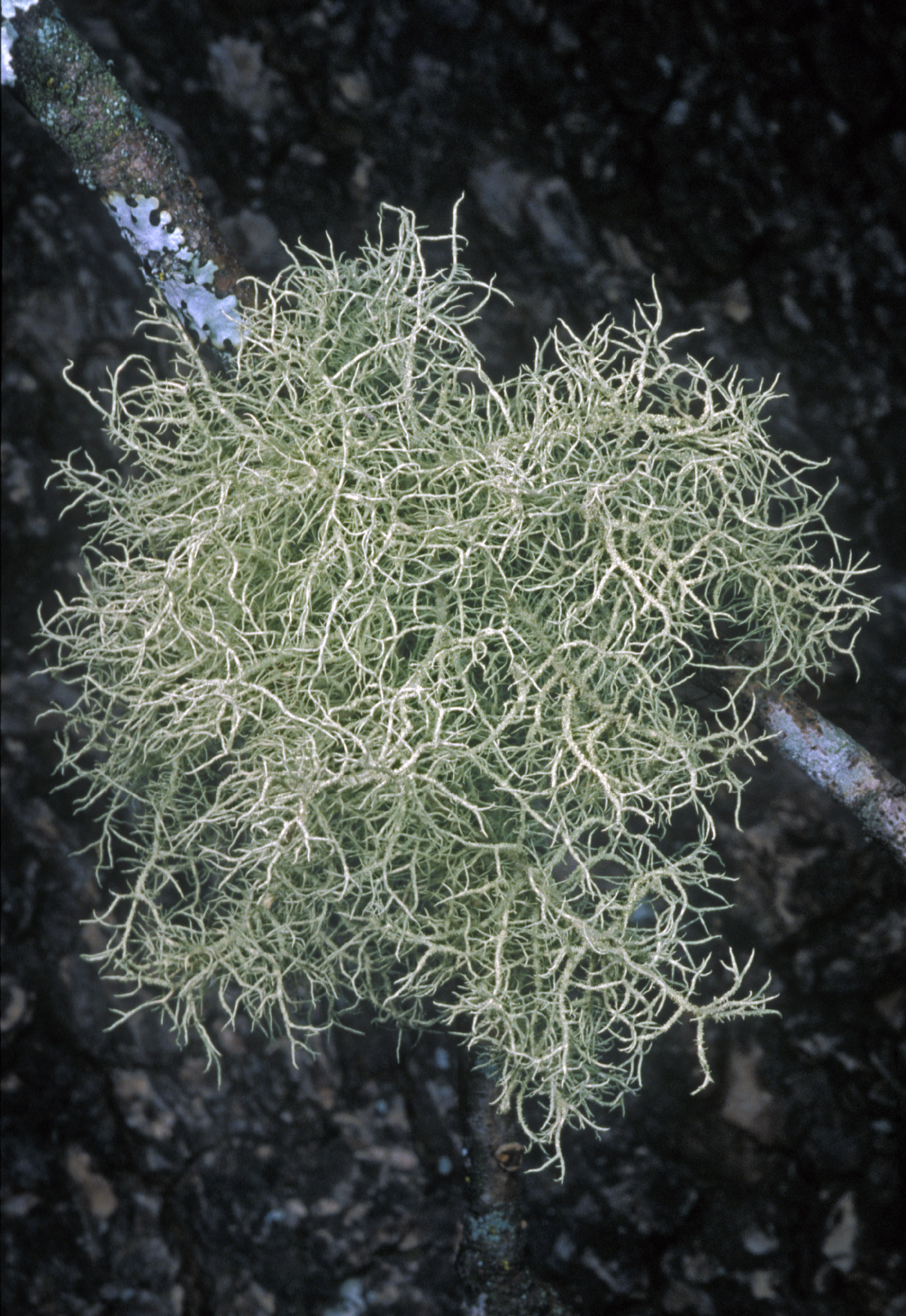 Usnea subfloridana image