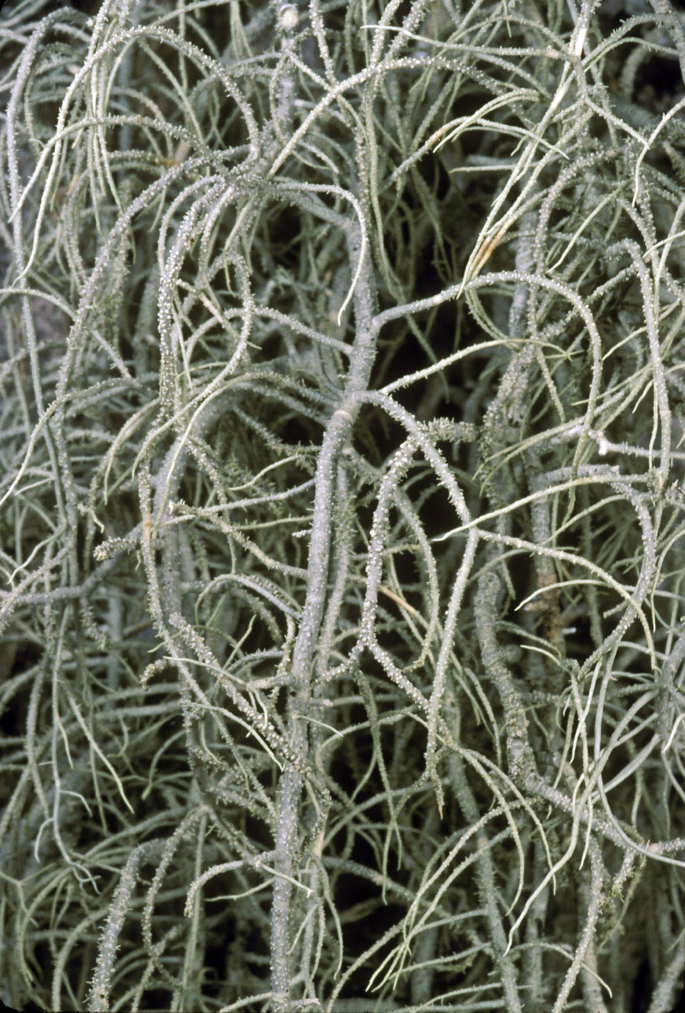 Usnea subgracilis image