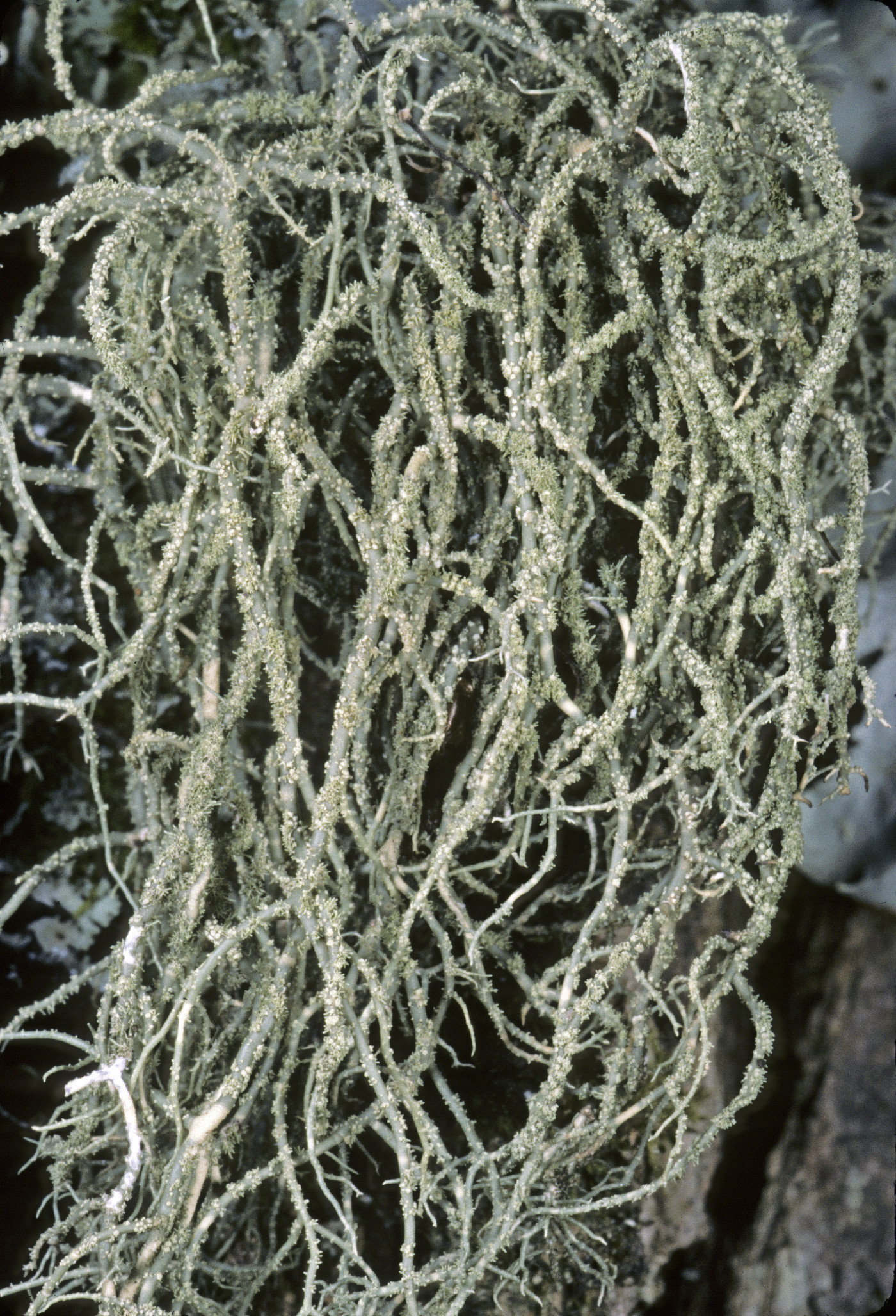 Usnea subgracilis image