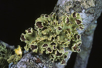 Vulpicida viridis image