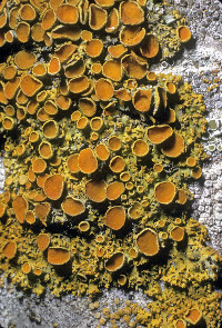 Image of Xanthomendoza hasseana