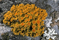 Xanthomendoza hasseana image