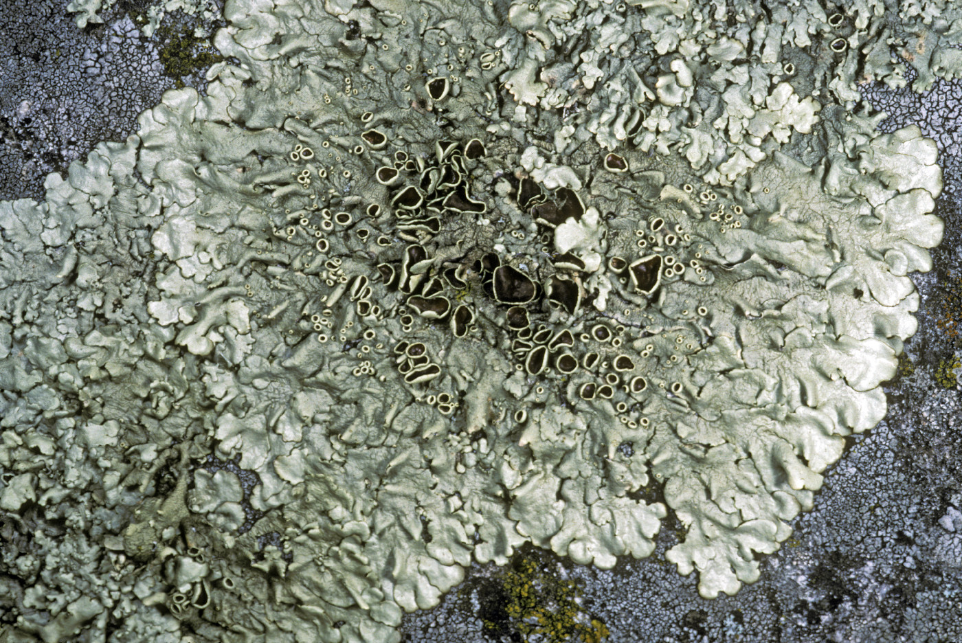 Xanthoparmelia lineola image