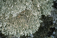 Xanthoparmelia stenophylla image