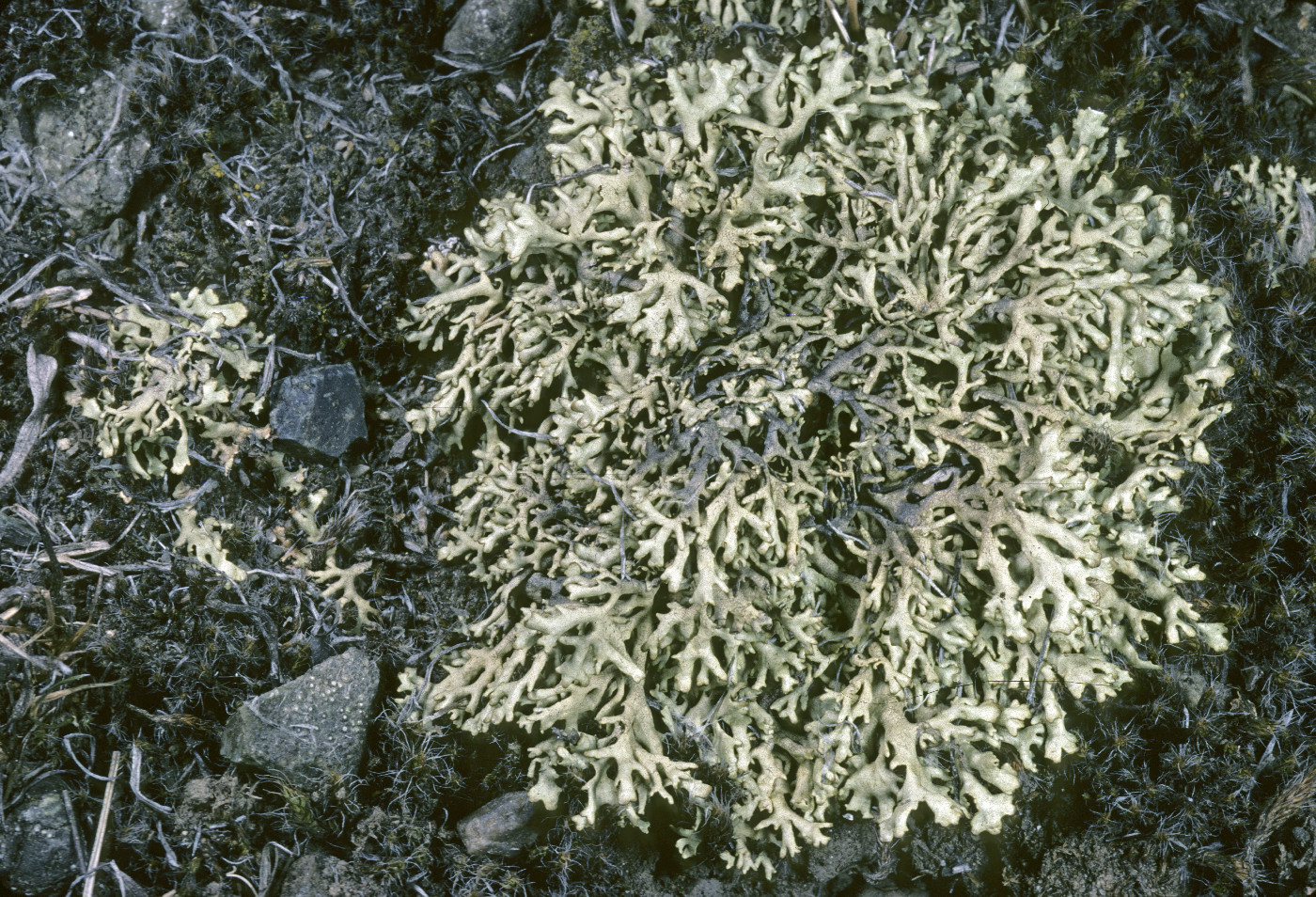 Xanthoparmelia wyomingica image